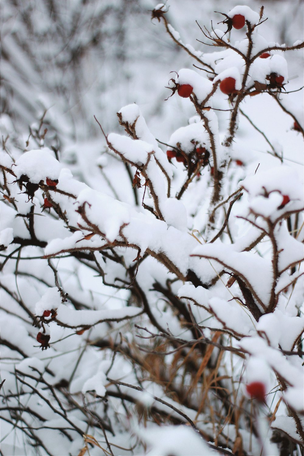 snow covered tree branches during daytime