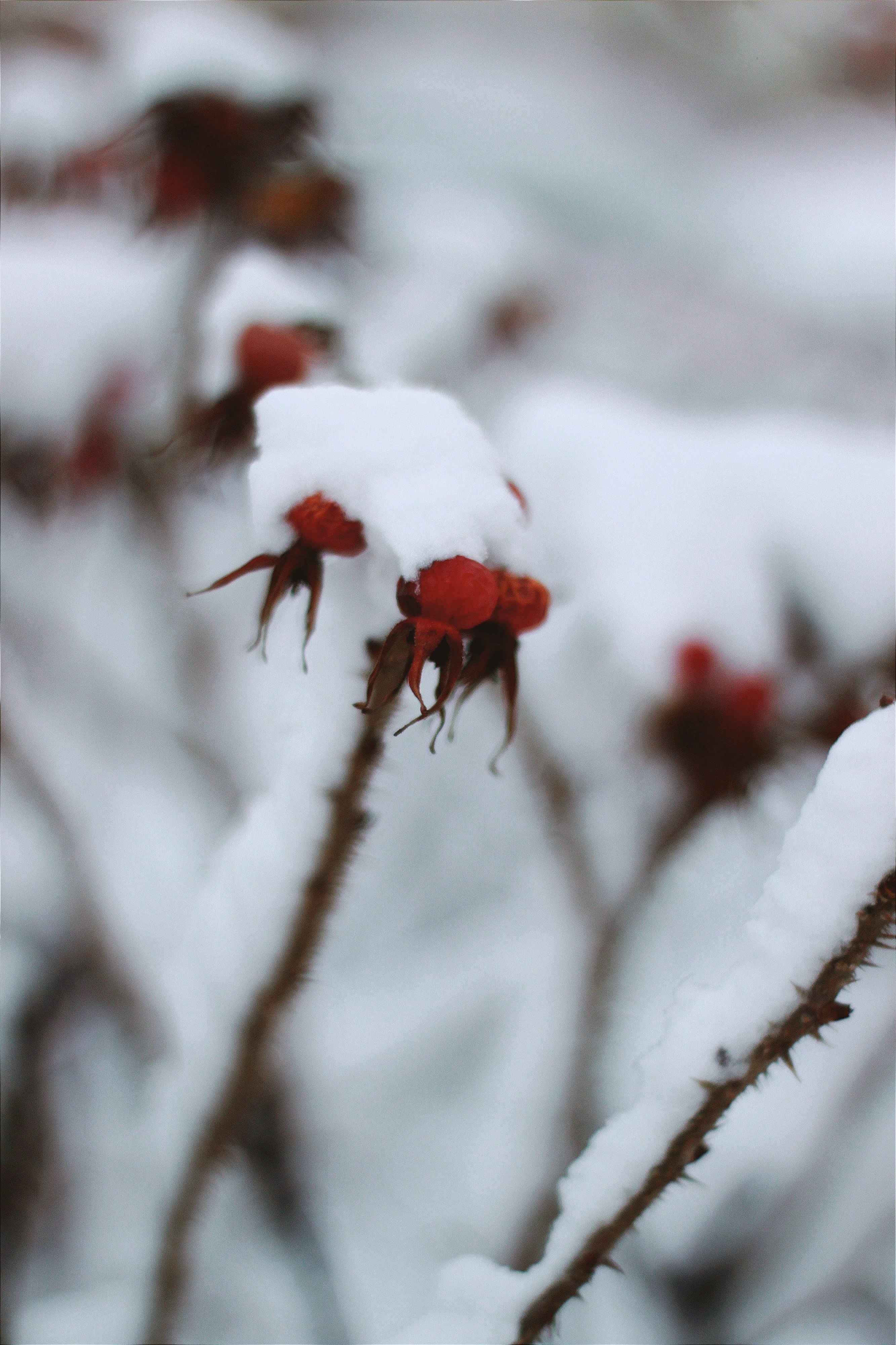 red flower covered with snow