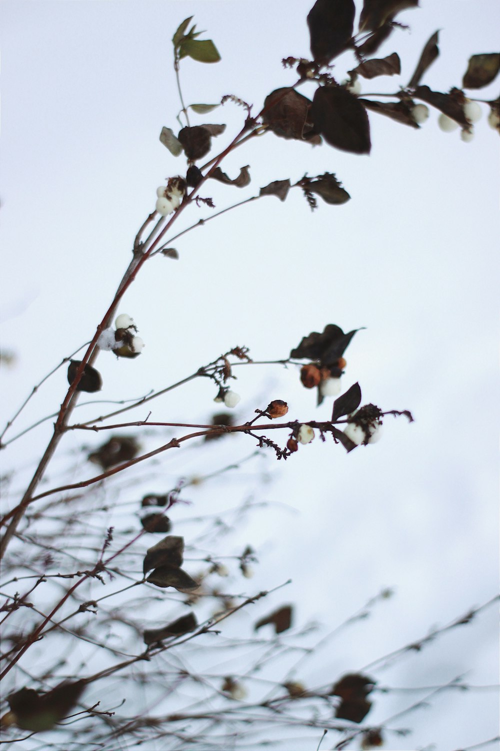 flock of birds perched on tree branch during daytime