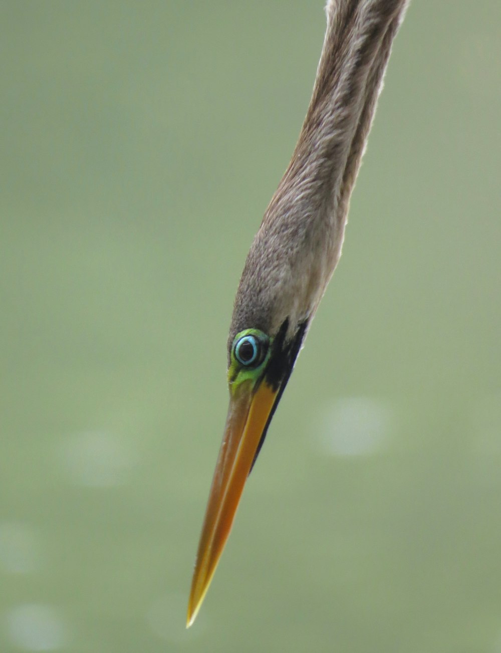 茶色の長いくちばしの鳥のクローズアップ写真