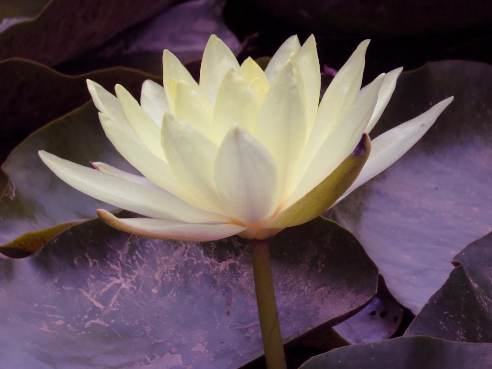 white and purple flower in close up photography