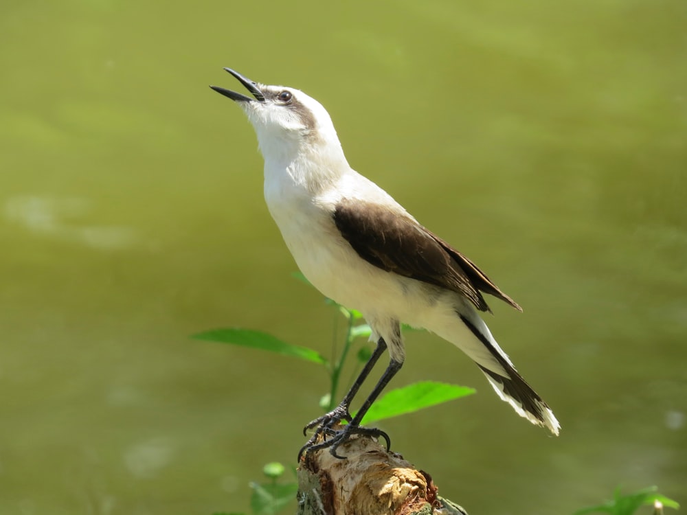 white and black bird on brown tree branch