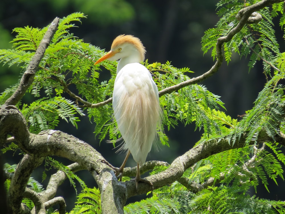 white stork perched on tree branch during daytime