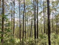 A dense forest with tall, slender trees reaching upwards. The sunlight filters through the leafy canopy, creating a pattern of light and shadow on the forest floor. The greenery is lush, indicating a vibrant, thriving ecosystem.
