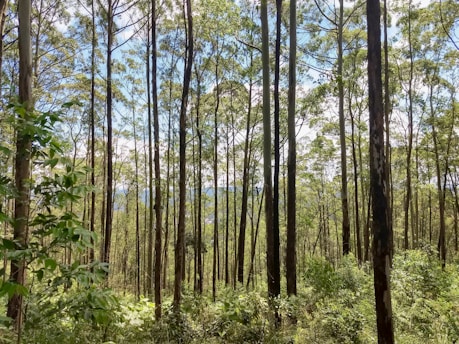 A dense forest with tall, slender trees reaching upwards. The sunlight filters through the leafy canopy, creating a pattern of light and shadow on the forest floor. The greenery is lush, indicating a vibrant, thriving ecosystem.