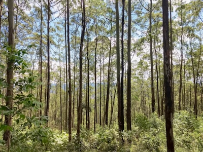 A dense forest with tall, slender trees reaching upwards. The sunlight filters through the leafy canopy, creating a pattern of light and shadow on the forest floor. The greenery is lush, indicating a vibrant, thriving ecosystem.