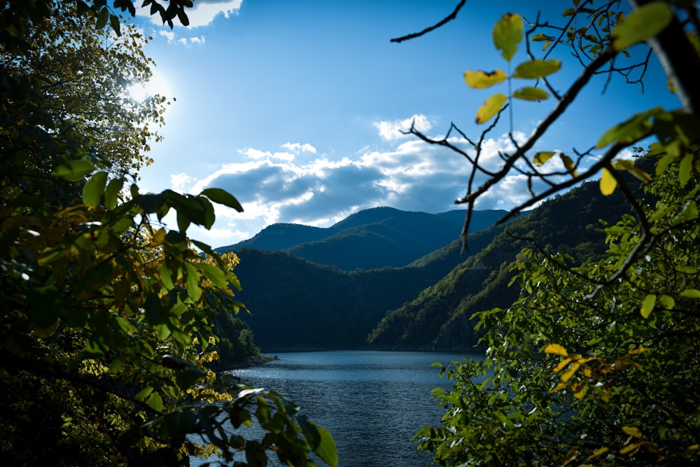 green trees near body of water during daytime