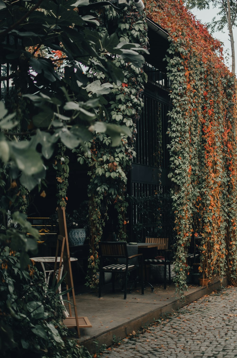 green and brown trees near brown wooden chairs