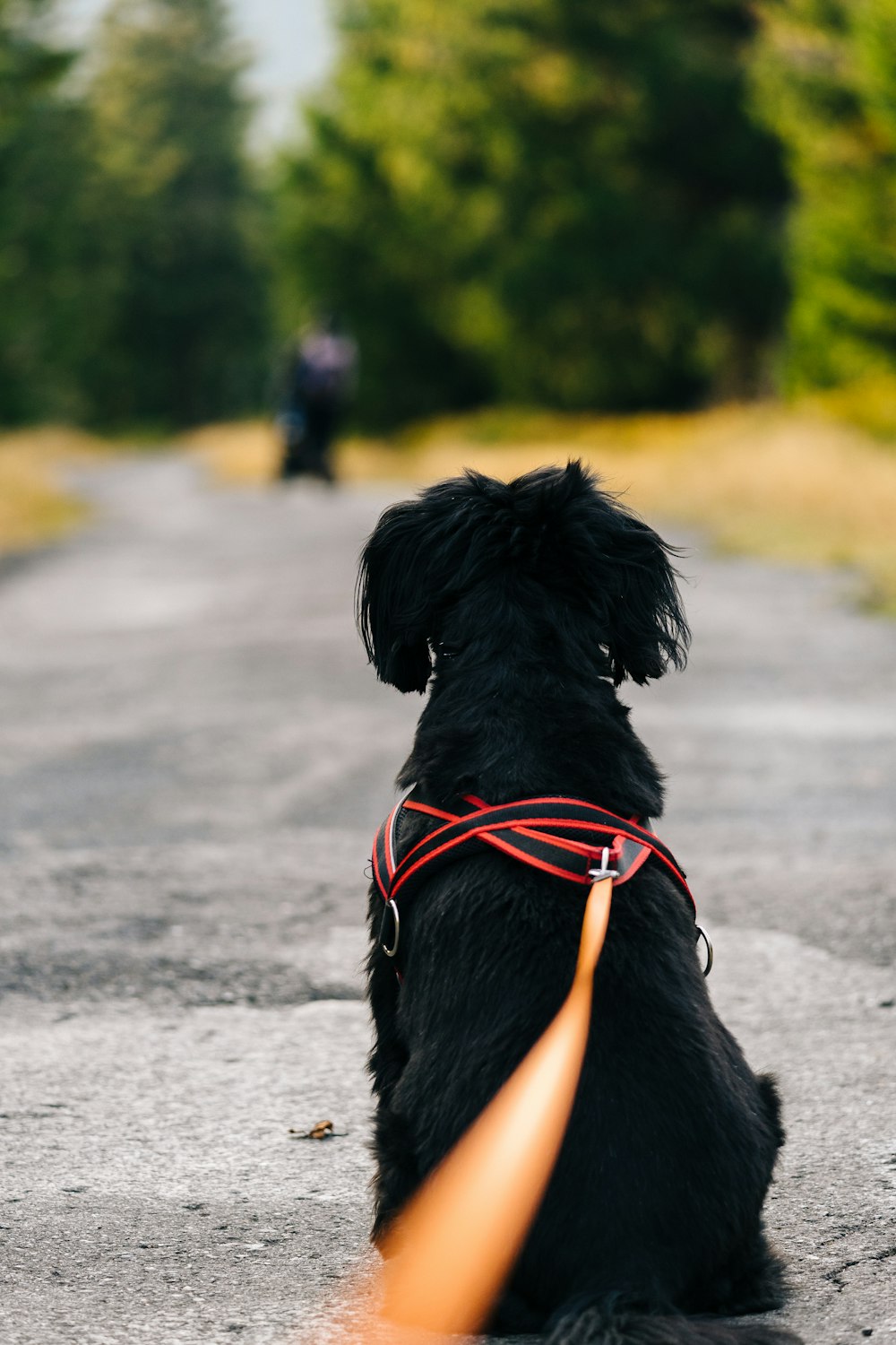 black labrador retriever with red and black leash