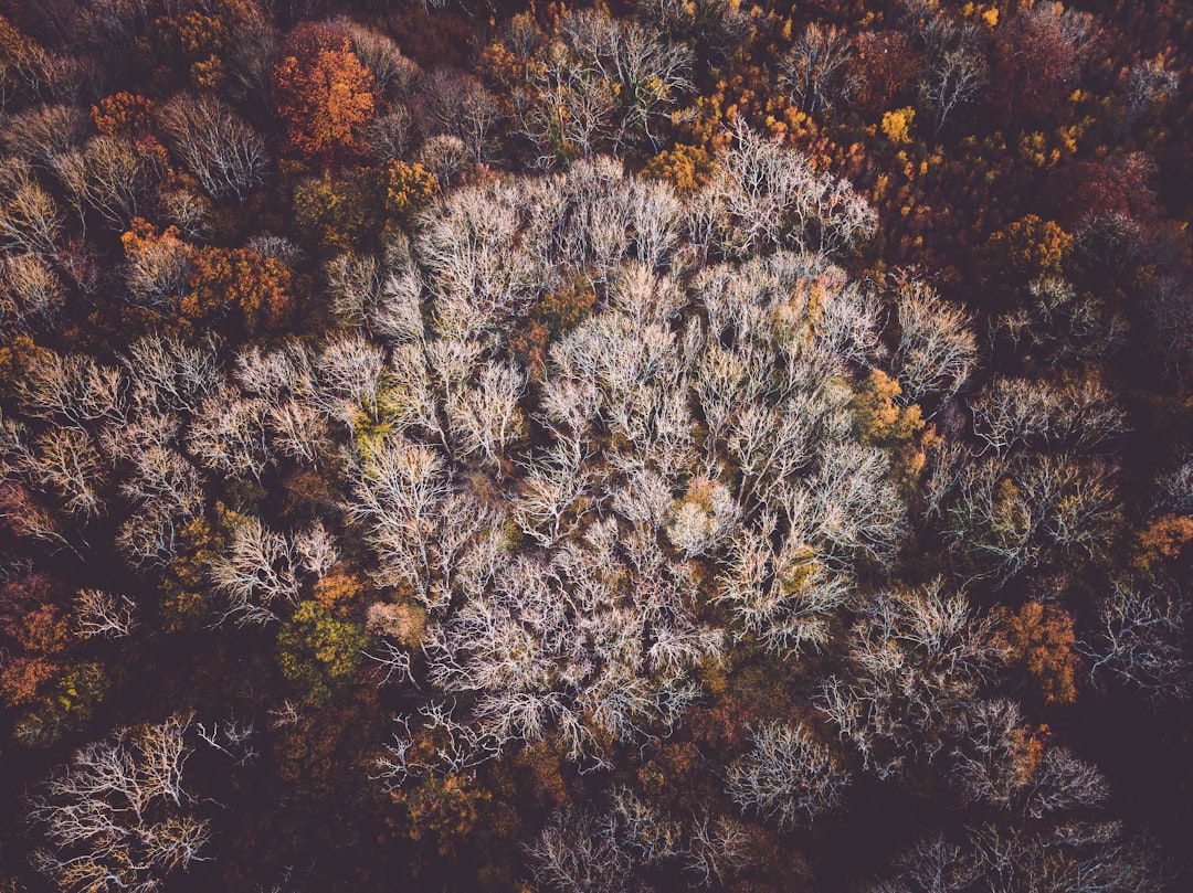 brown and green trees during daytime