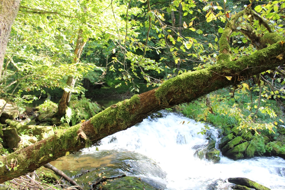 green moss on brown tree branch