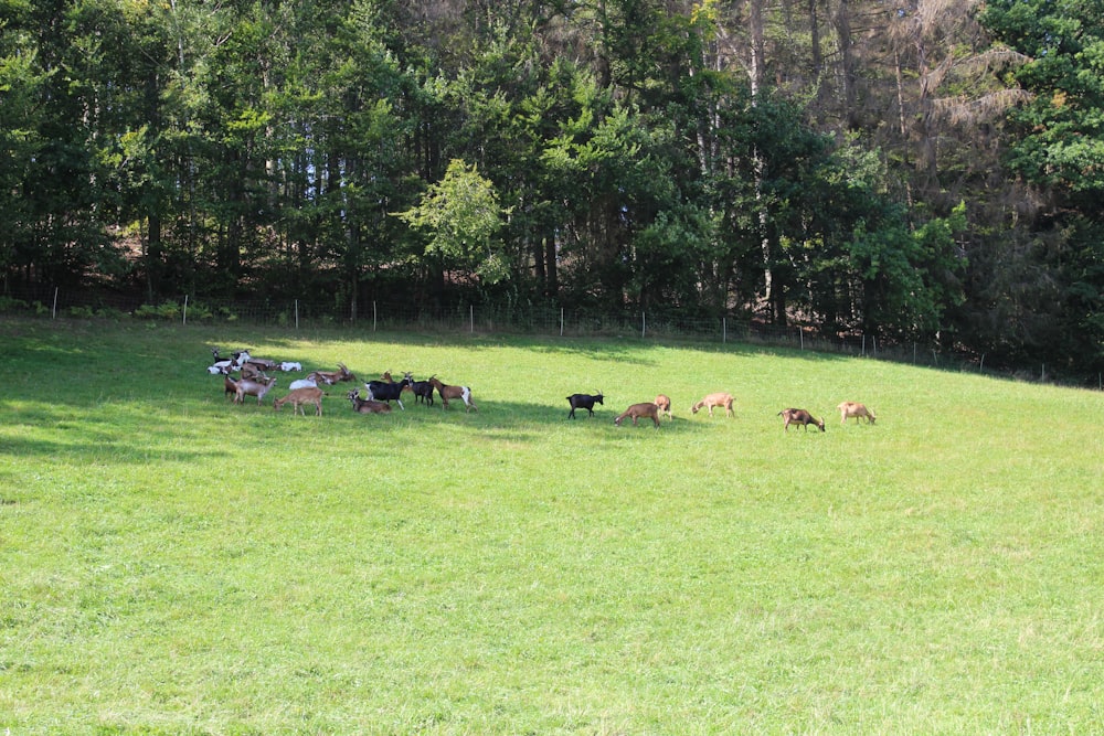 horses on green grass field near green trees during daytime