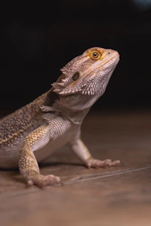 brown and white bearded dragon on brown wooden surface