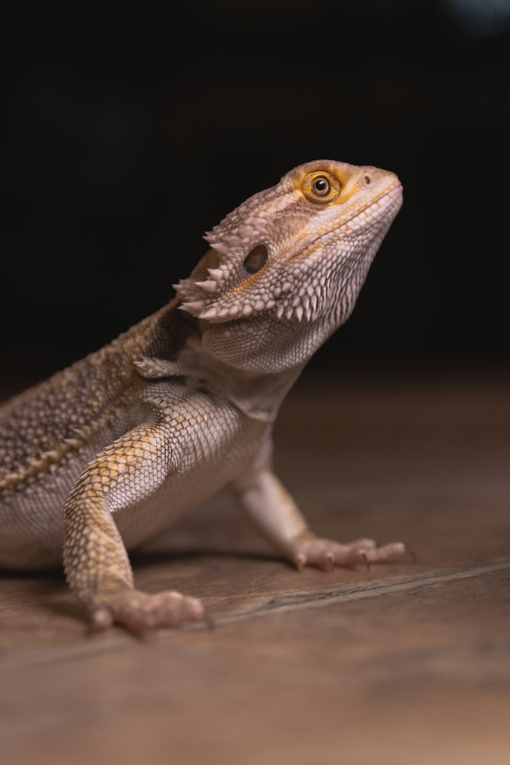 brown and white bearded dragon on brown wooden surface