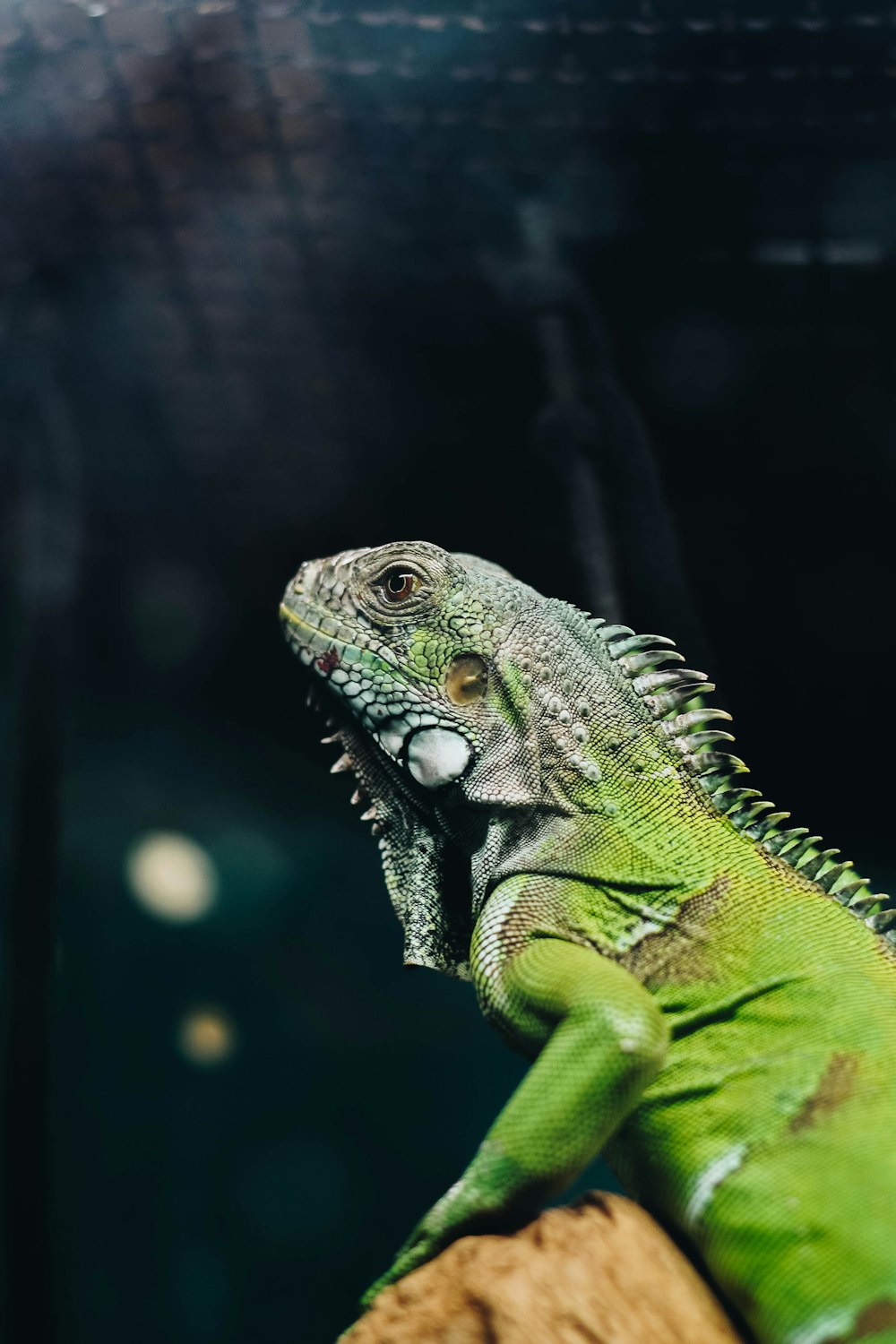 green and white iguana on brown tree branch