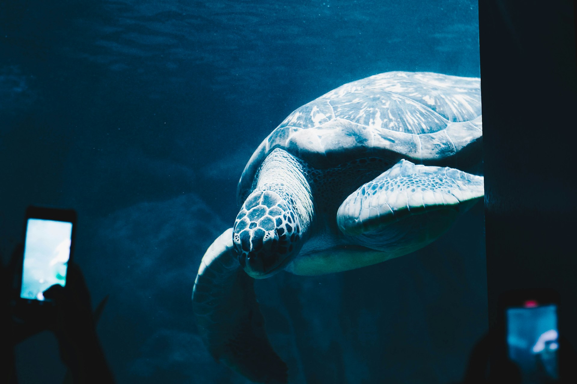 black and white turtle in water