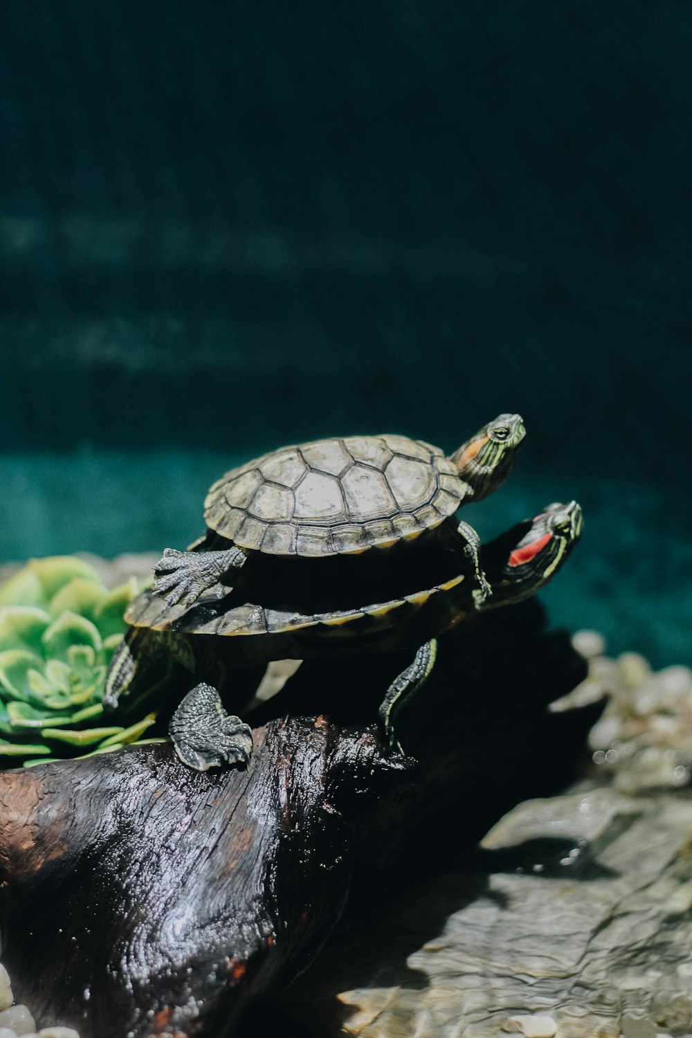 brown and black turtle on brown wood log