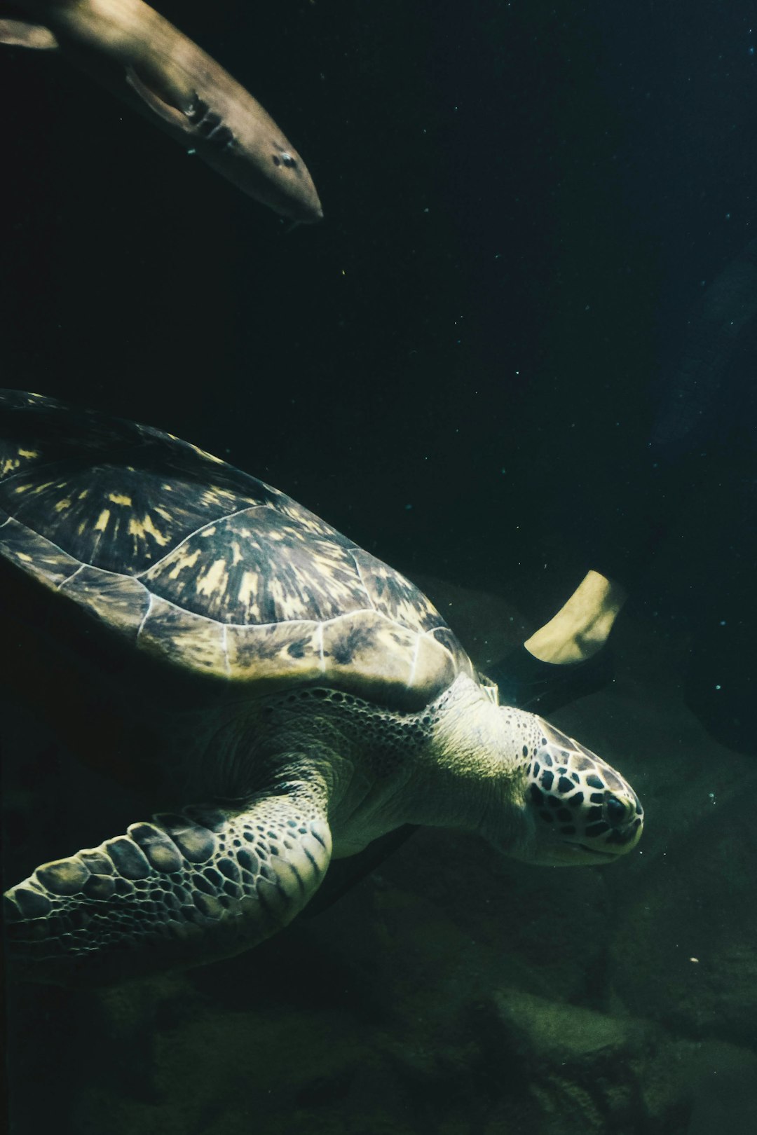 brown and black turtle in water