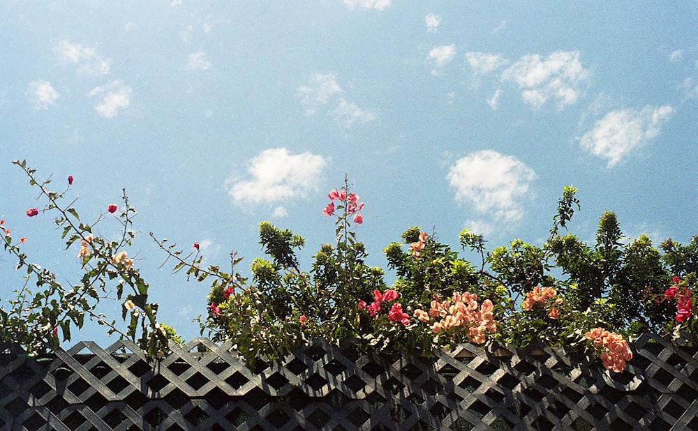 Plantas verdes y rojas en valla de madera blanca