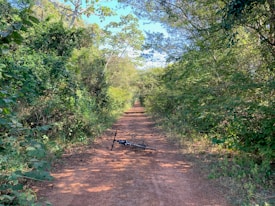 A dirt path flanked by lush green foliage extends into the distance under a clear blue sky. Along the path lies a bicycle, partially obscured by shadows and light filtering through the trees. The setting appears tranquil and inviting for a nature walk or cycling.