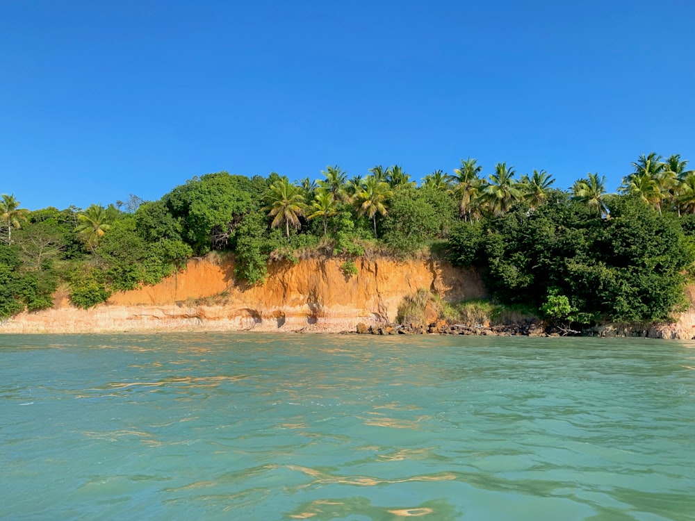 green trees beside body of water during daytime