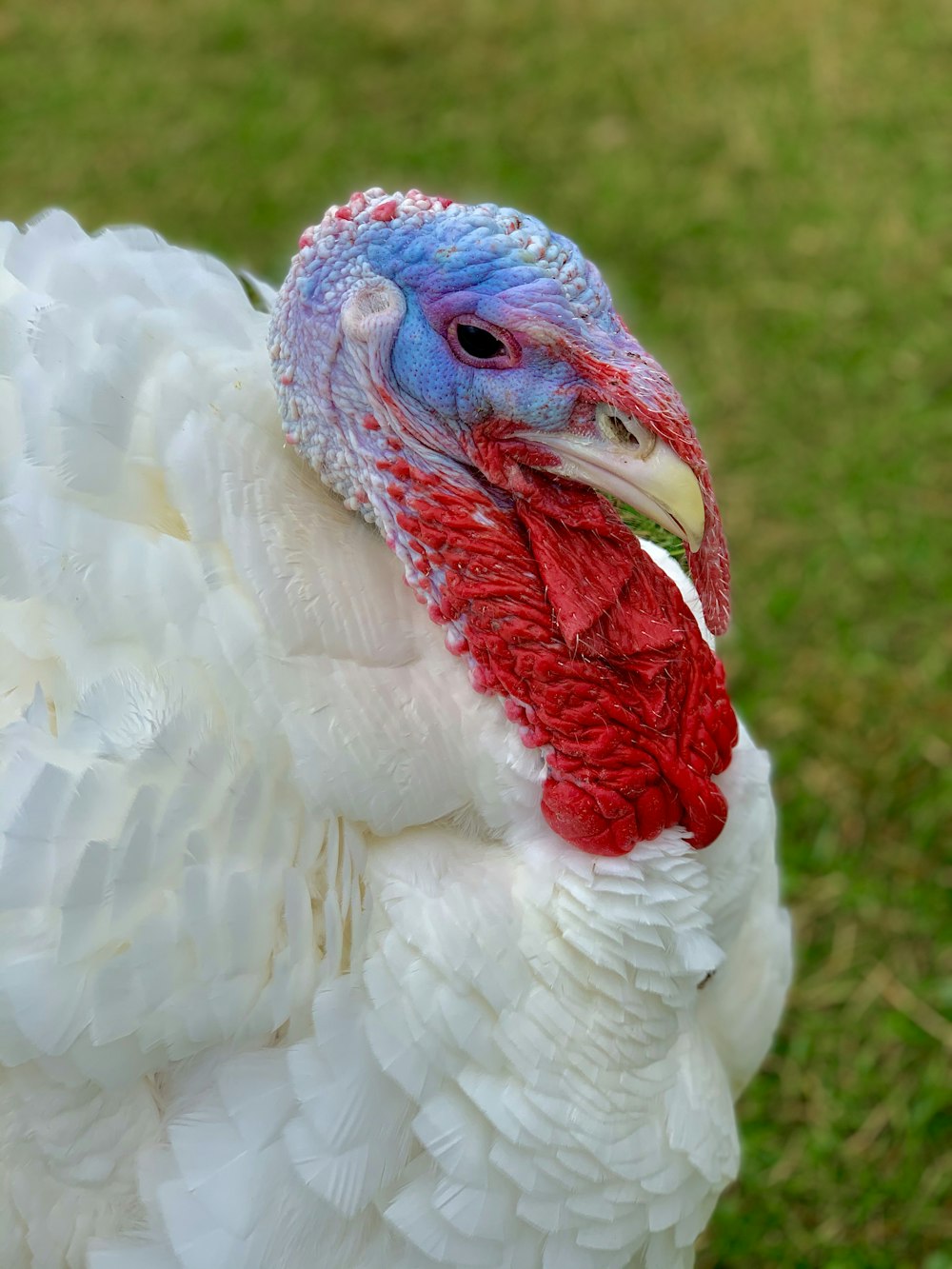Weißes und rotes Huhn auf grünem Grasfeld tagsüber