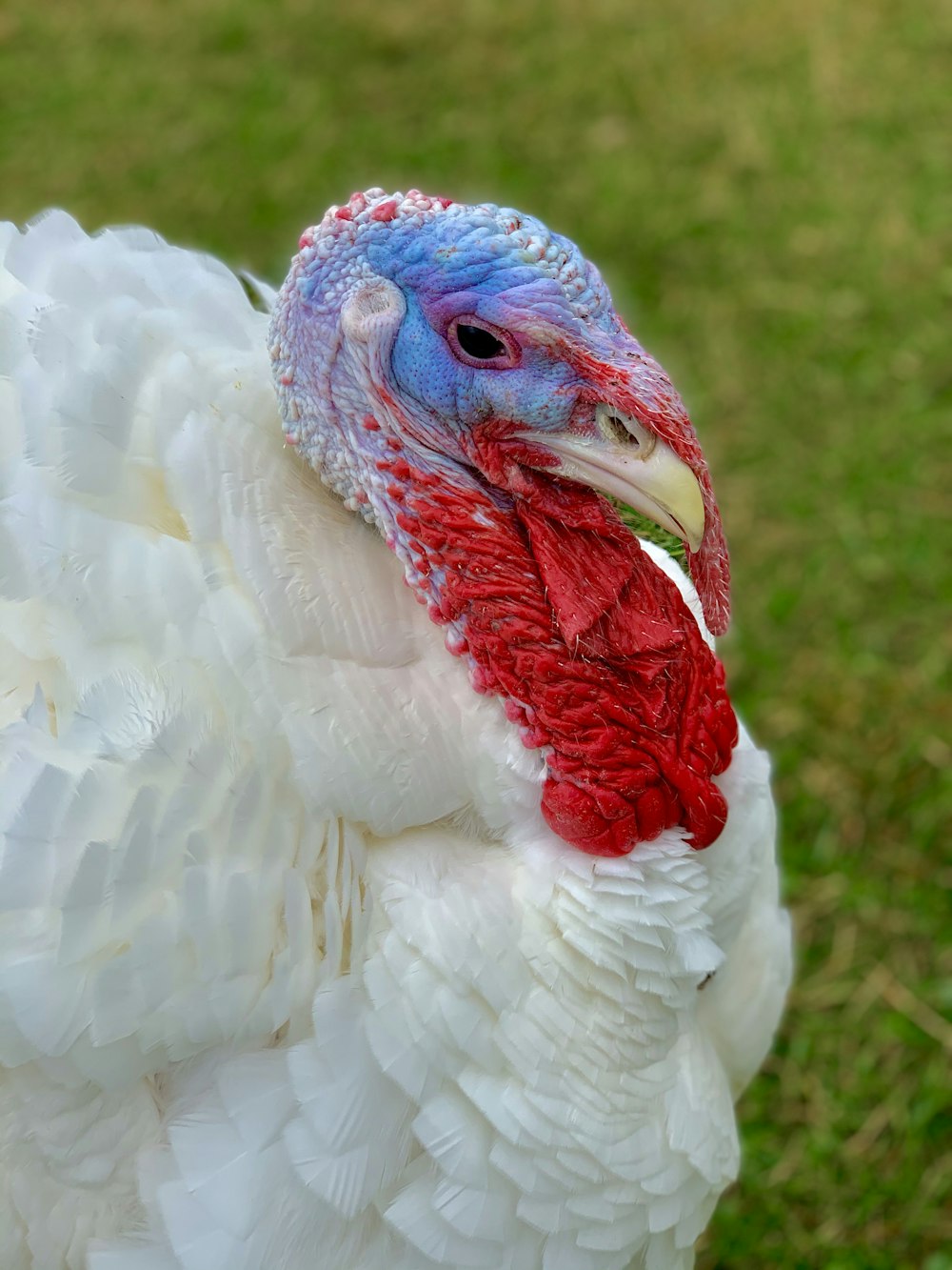 white and red chicken on green grass field during daytime