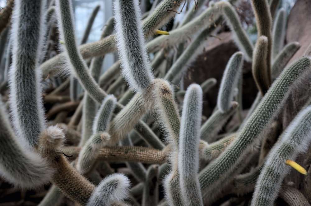 green cactus plant during daytime