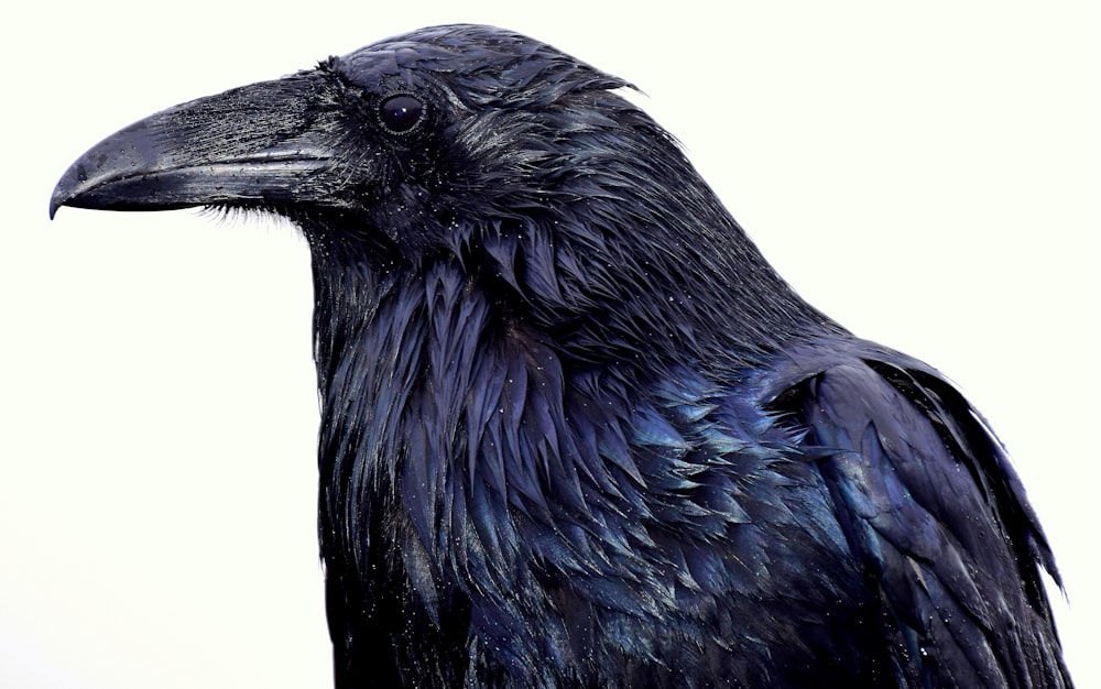 corvo nero con sfondo bianco