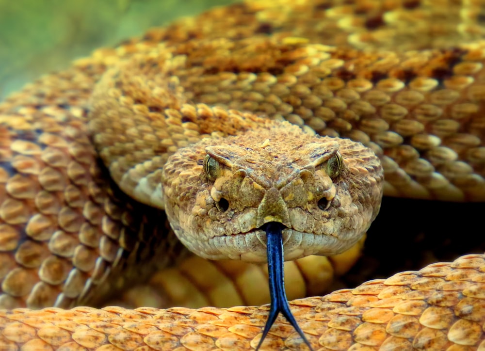 serpent brun sur sol brun