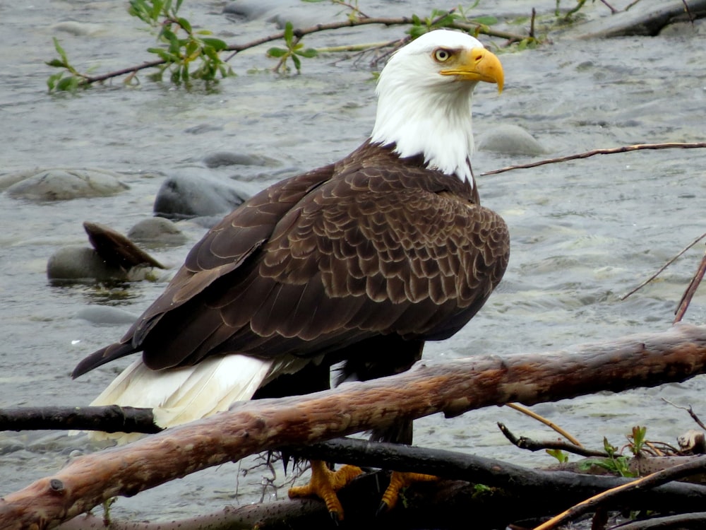 bald eagle on brown tree branch in water during daytime