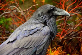 black bird on brown grass