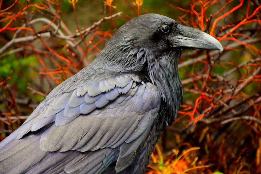 Schwarzer Vogel auf braunem Gras