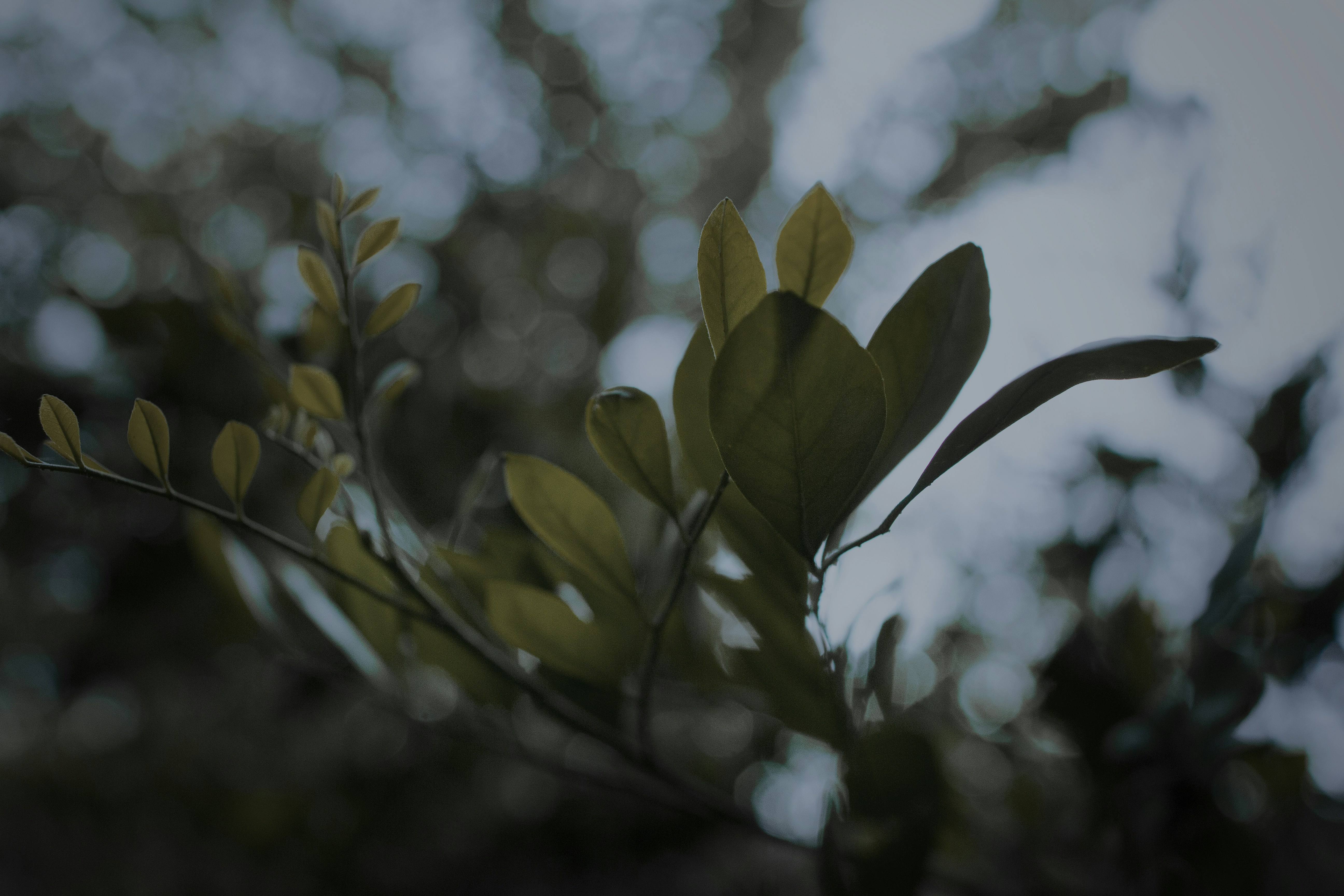 Photo by fredperpetuo