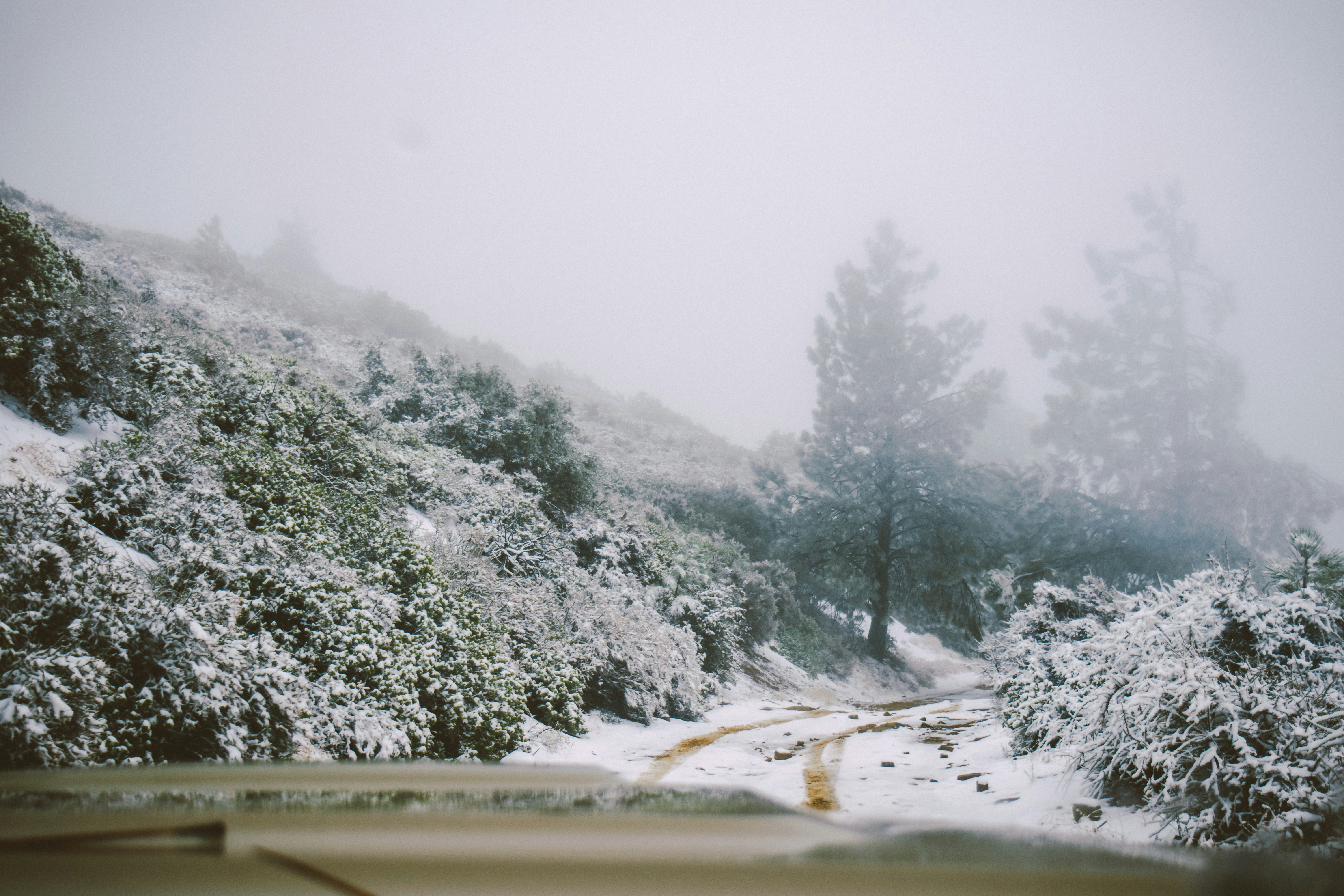 green trees covered with snow during daytime