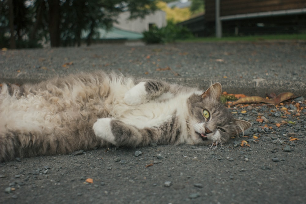 white and grey cat lying on grey concrete floor