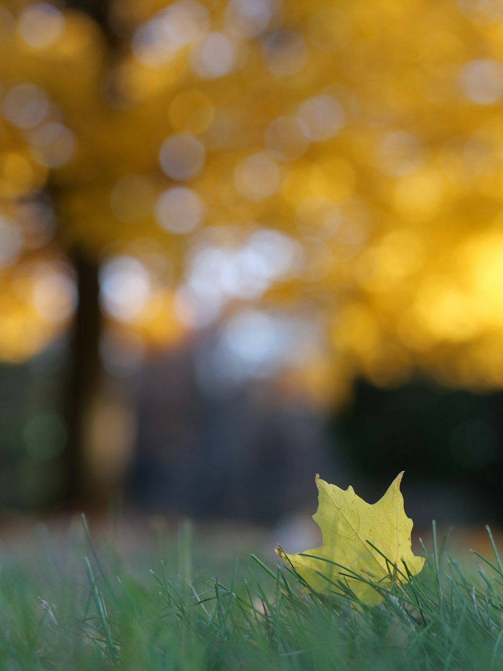 green maple leaf on green grass during daytime