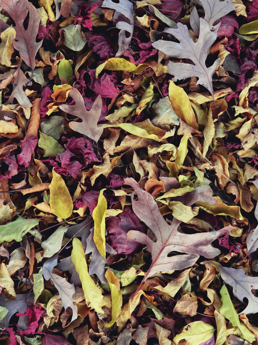 red and green leaves on the ground