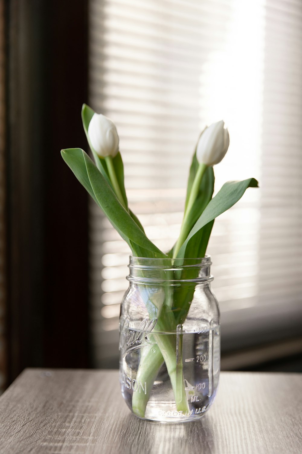white tulips in clear glass jar
