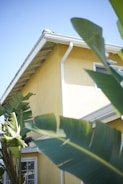 green banana tree beside white wooden house