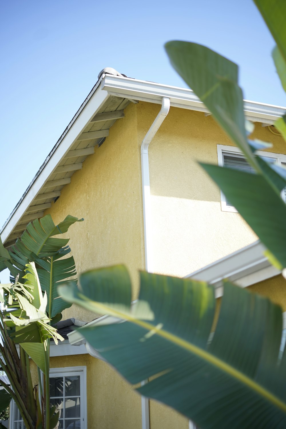 green banana tree beside white wooden house