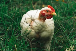 white chicken on green grass during daytime