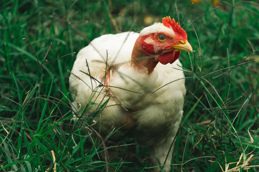 white chicken on green grass during daytime