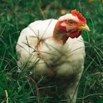 white chicken on green grass during daytime