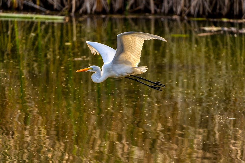 white bird flying over the lake during daytime