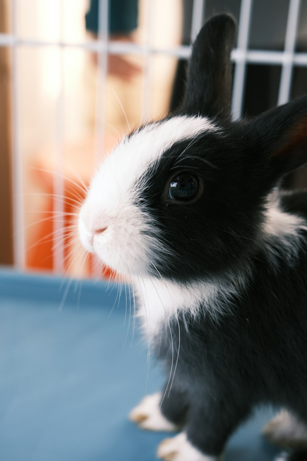 Cute Rabbit Pictures | Download Free Images on Unsplash