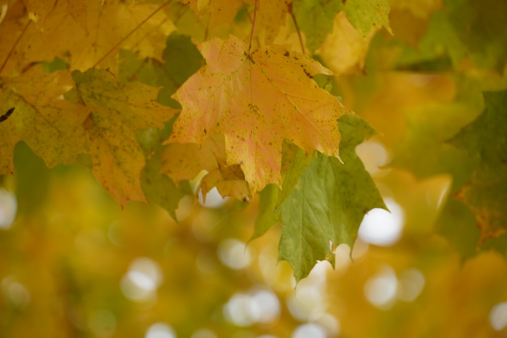 yellow maple leaf in close up photography