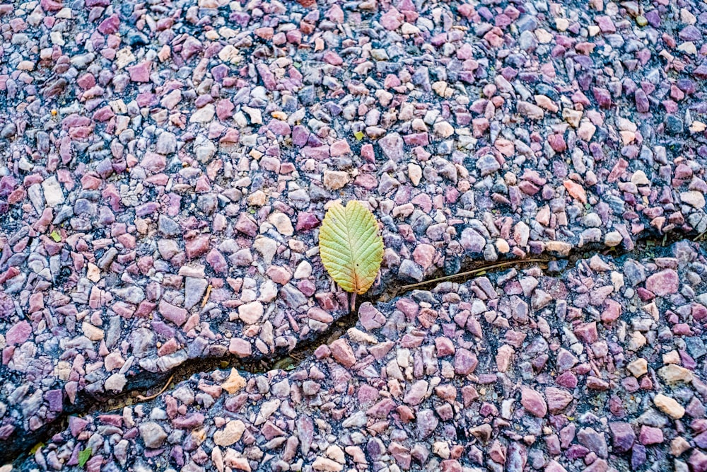 green leaf on rocky ground