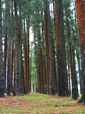 A serene forest scene highlighting nature conservation efforts with volunteers planting trees.