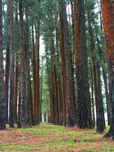 A serene forest scene highlighting nature conservation efforts with volunteers planting trees.
